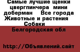 Самые лучшие щенки цвергпинчера (мини доберман) - Все города Животные и растения » Собаки   . Белгородская обл.